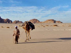 Hiking, trekking and safaris in Sinai